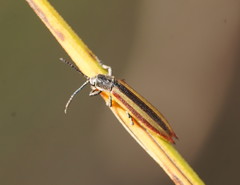 Eurispa vittata