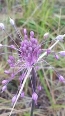 Allium carinatum pulchellum