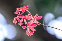 Epidendrum baumannianum