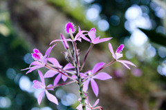 Epidendrum flexuosum