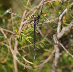 Austroargiolestes isabellae