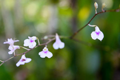 Ionopsis utricularioides