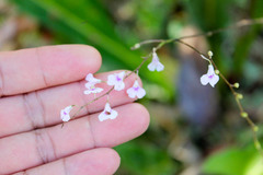 Ionopsis utricularioides