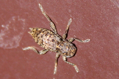 Plectrura spinicauda