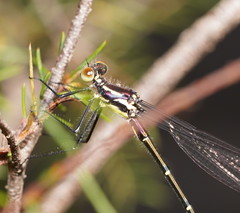 Austroargiolestes isabellae