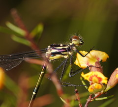 Austroargiolestes isabellae