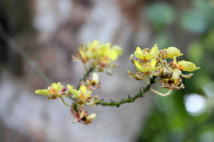 Trichocentrum ascendens