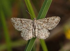 Heliomata glarearia
