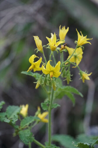 Solanum habrochaites