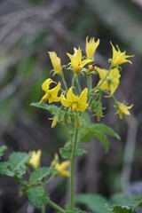 Solanum habrochaites