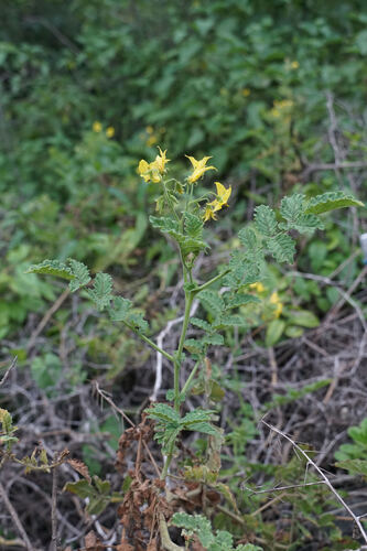 Solanum habrochaites, photograph 1