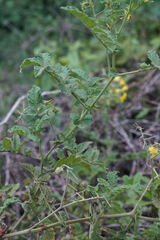 Connor Connolly-Moyls, CC BY, iNaturalist via GBIF Solanum habrochaites, photograph Connor Connolly-Moyls, CC BY, iNaturalist via GBIF
