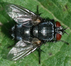 Epicampocera
