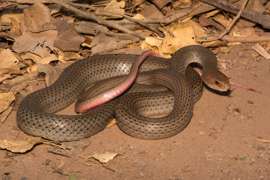 Neotropical Whip Snake