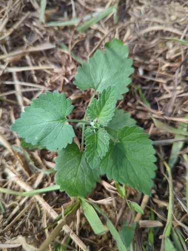 Catnip
