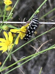 Placosternus difficilis