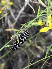 Placosternus difficilis
