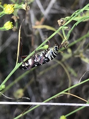 Placosternus difficilis