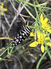 Placosternus difficilis