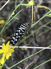 Placosternus difficilis