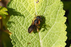 Osmia rufohirta