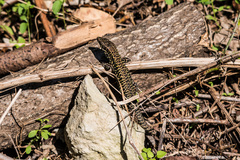 Podarcis muralis