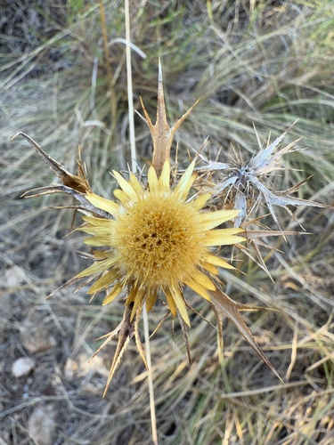 Carlina corymbosa (Carlina corymbosa)