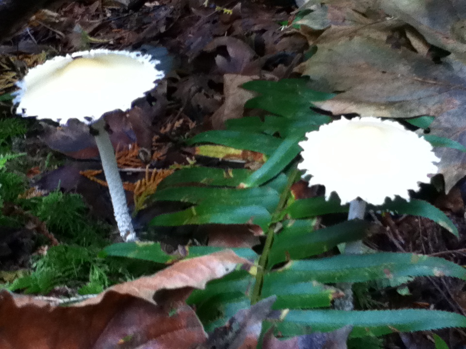 Stropharia ambigua image