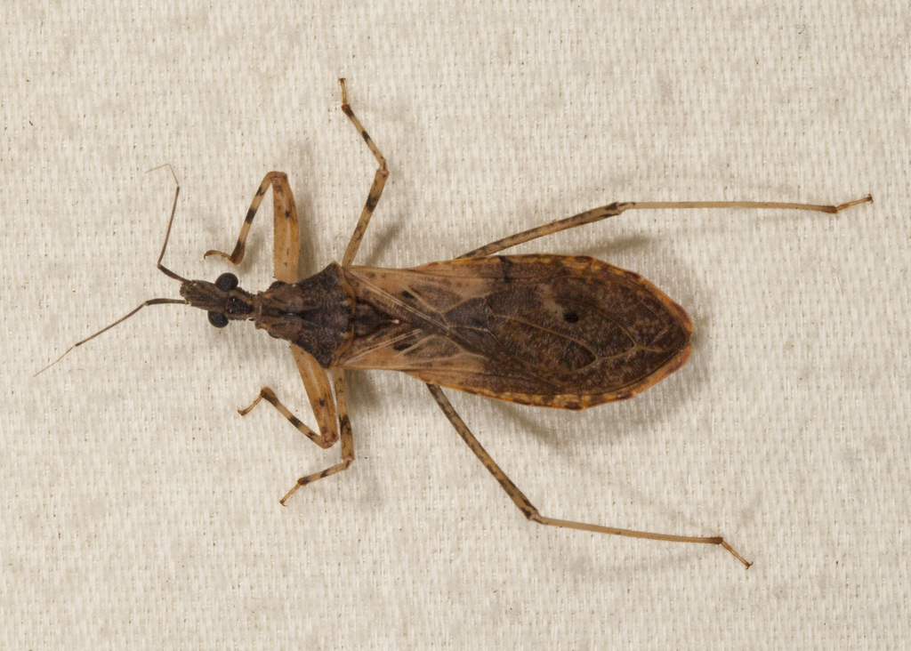 Apronius rapax