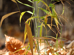 Leersia