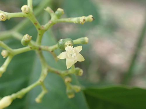 Hairy wild coffee (Palicourea pubescens)