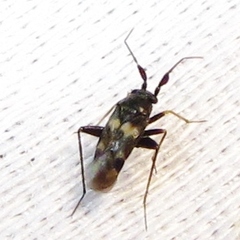 Spanagonicus albofasciatus