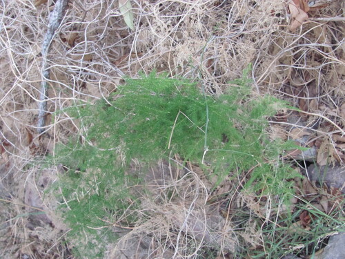 Asparagus setaceus