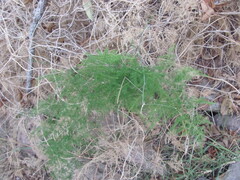 Feder-Spargel (Asparagus setaceus): Herkunft und Verwendung — Foto 2