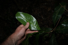 Acronychia wilcoxiana, photograph (c) Greg Tasney, some rights reserved (CC BY-SA)