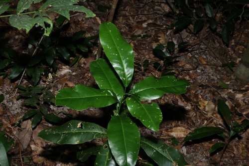silver aspen (Acronychia wilcoxiana)