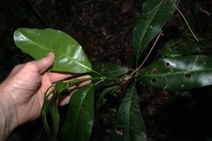 Acronychia wilcoxiana, photograph (c) Greg Tasney, some rights reserved (CC BY-SA)