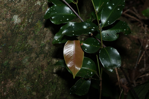 Syzygium hemilamprum, photograph 6