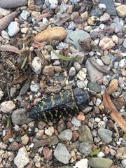 Lampetis dilaticollis