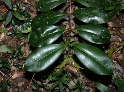 Johnsons Satinash (Syzygium johnsonii)