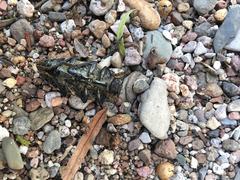 Lampetis dilaticollis