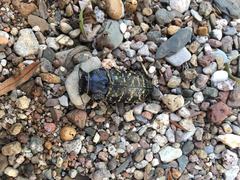 Lampetis dilaticollis