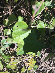 Magnoliopsida