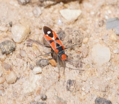 Melanerythrus mactans