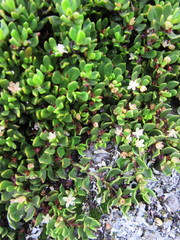 Muehlenbeckia volcanica