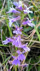 Lobelia reverchonii