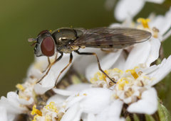 Platycheirus obscurus