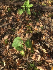 Smilax tamnoides