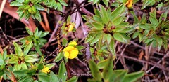 Pultenaea trinervis