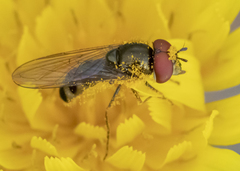 Platycheirus obscurus